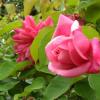 rose parfaite?