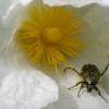 Cyste et insecte