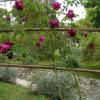 rose rose foncé 