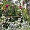 rose rose foncé 2