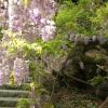 glycine 1
