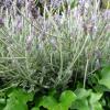 lavandula