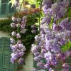 Glycine