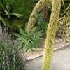 fleur aloe en colonne 3