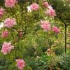 roserose1