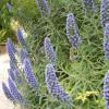 echium bleu