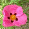 ciste rose