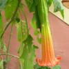 Datura