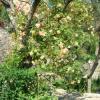 Rosier parc Hyères