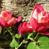 3 roses