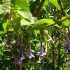 Petit datura 