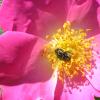 insecte au creux d\'une rose