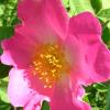 rose simple