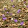 fleursmoliere013