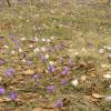 fleursmoliere014