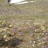 fleursmoliere015