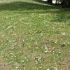 fleursmoliere018