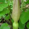 Aracée, vraisemblablement Arum maculata