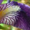 La barbe de l\'iris 