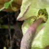 intérieur arum maculatum 
