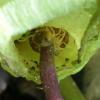 intérieur arum maculatum 1