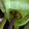 intérieur arum maculatum 2