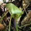 intérieur arum maculatum 3