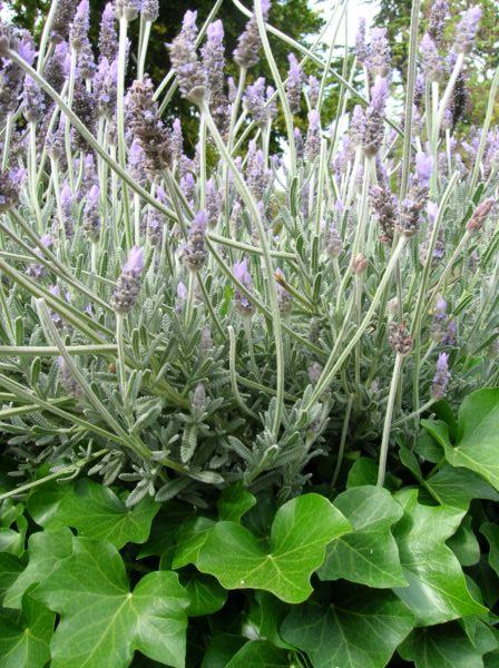 lavandula