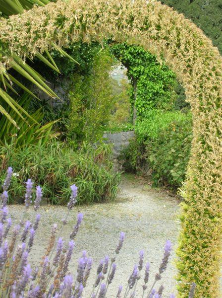 fleur aloe en colonne 2