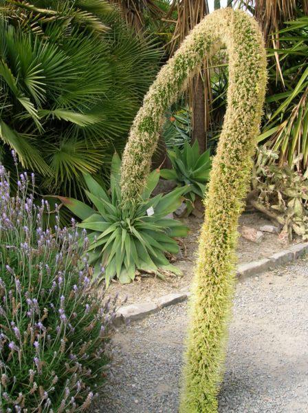 fleur aloe en colonne 3