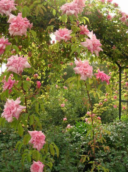 roserose1