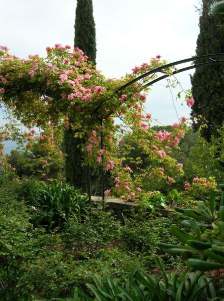 roserose2
