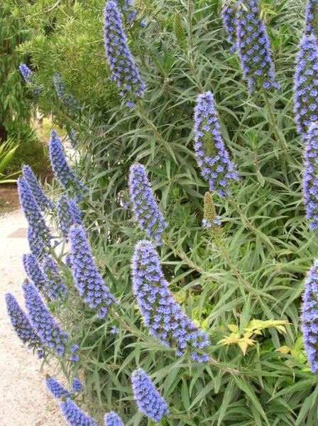 echium bleu
