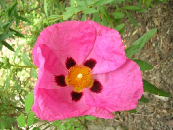 ciste rose