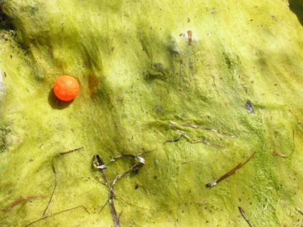 vert comme une orange