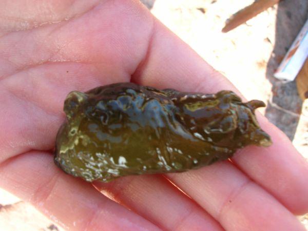 limace de mer dite le blop