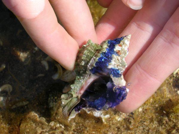 Coquillage encré