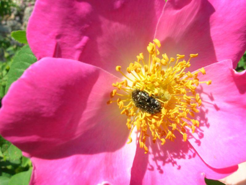 insecte au creux d\'une rose