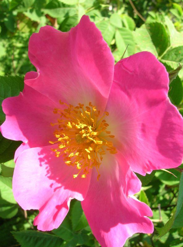 rose simple