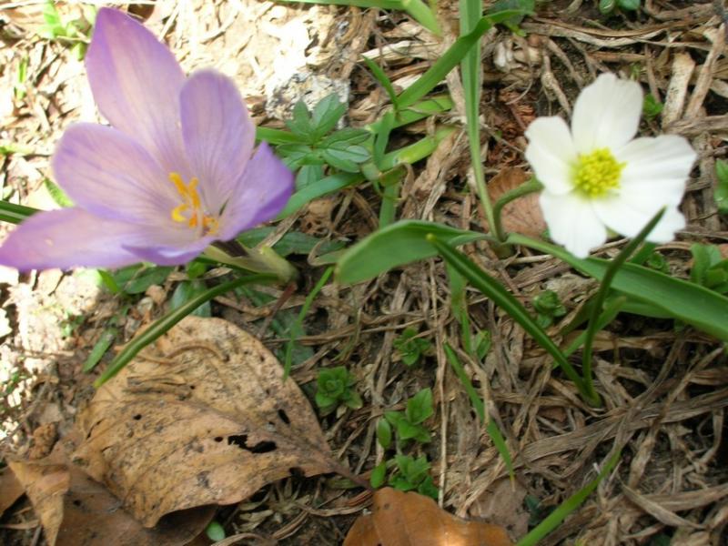 fleursmoliere002