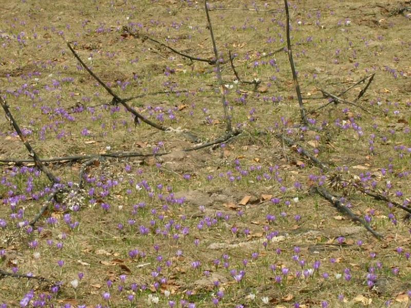 fleursmoliere012