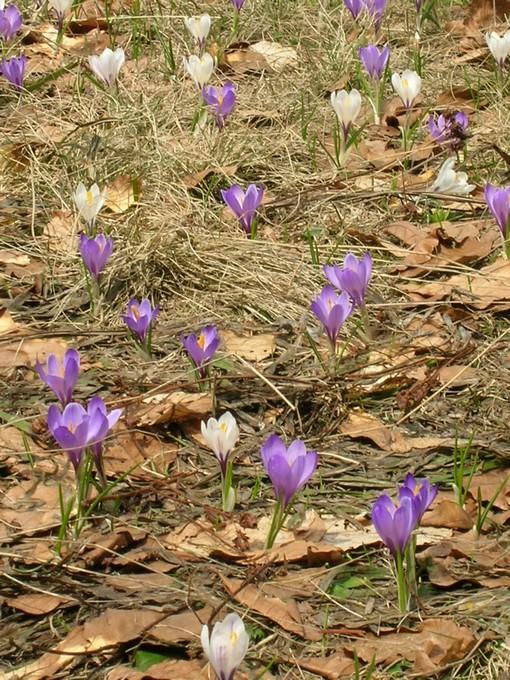 fleursmoliere013