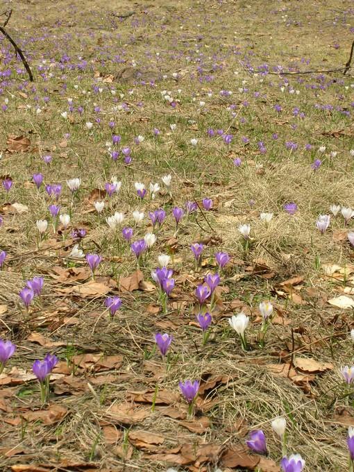 fleursmoliere014