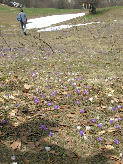 fleursmoliere015