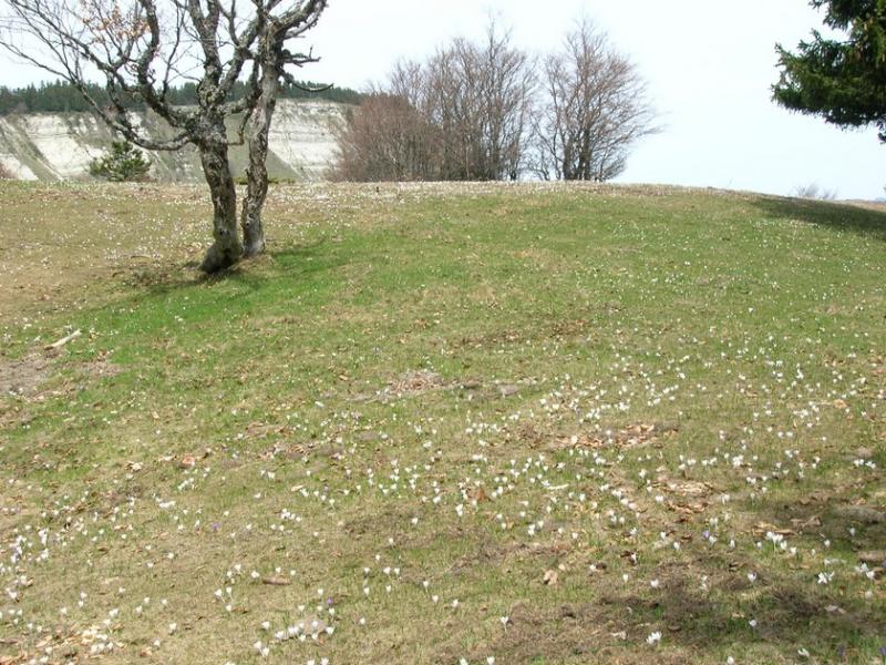 fleursmoliere019