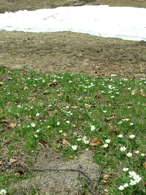 fleurs blanches suite