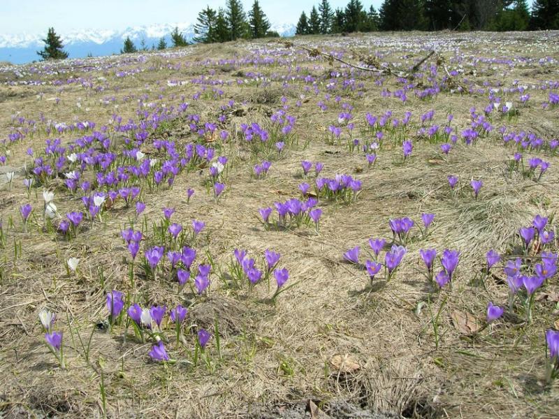crocus