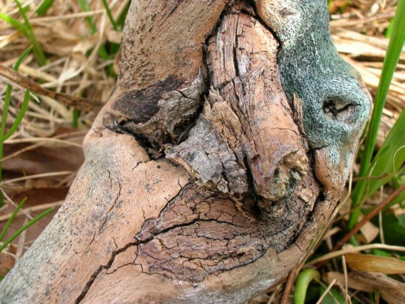 Tête branchue