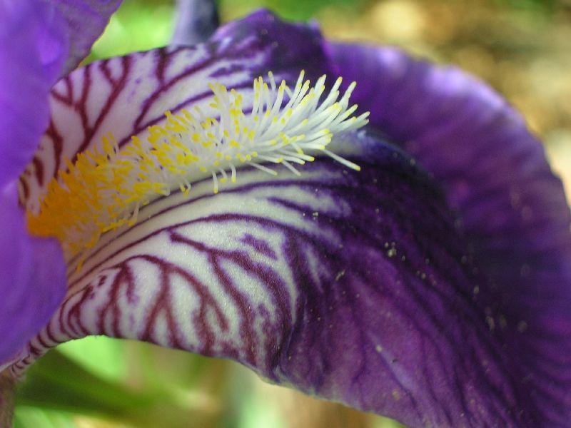 La barbe de l\'iris 