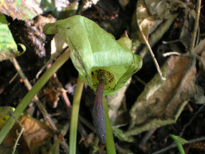 intérieur arum maculatum 3